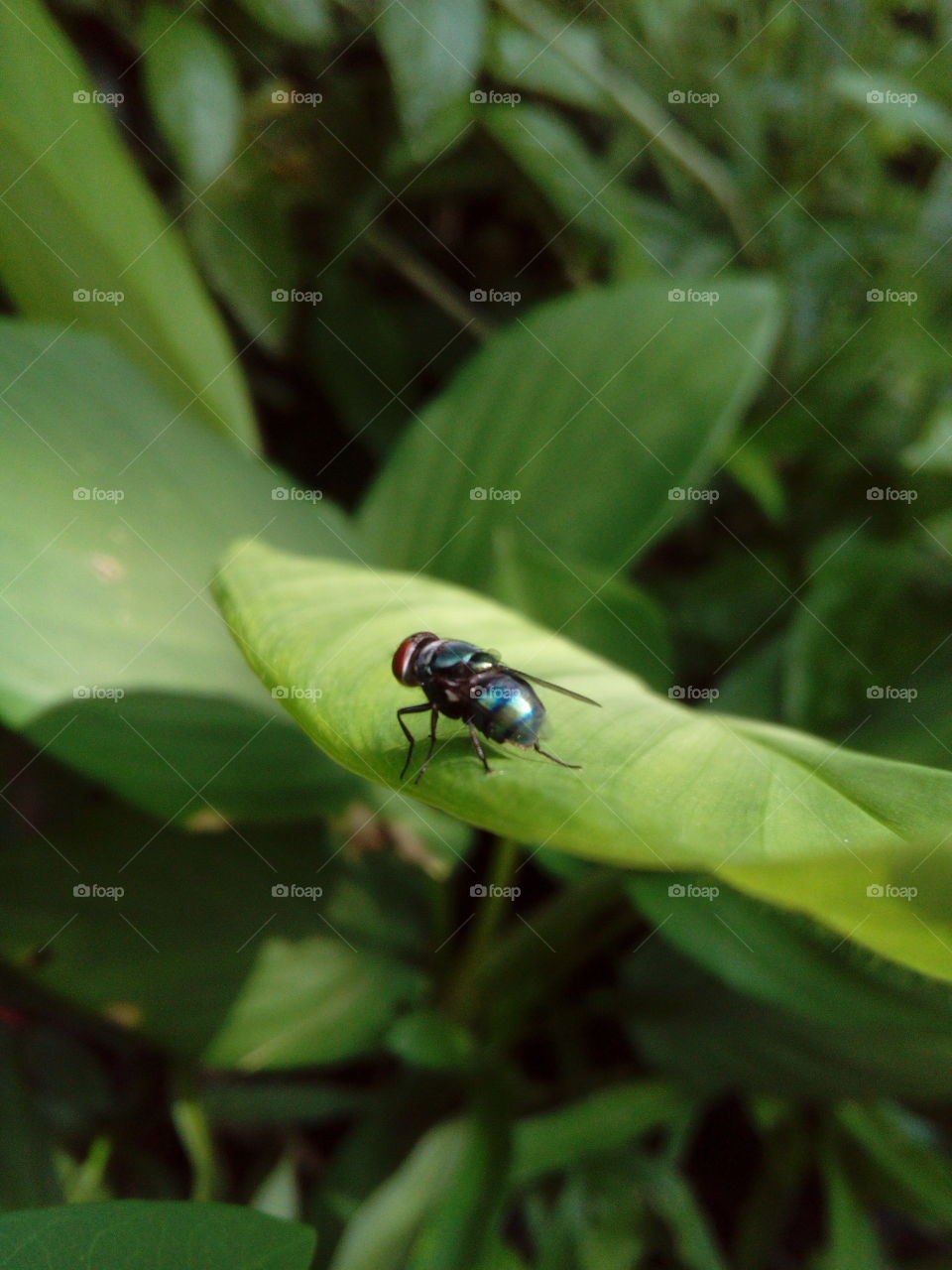 Close-up of a fly on a leaf