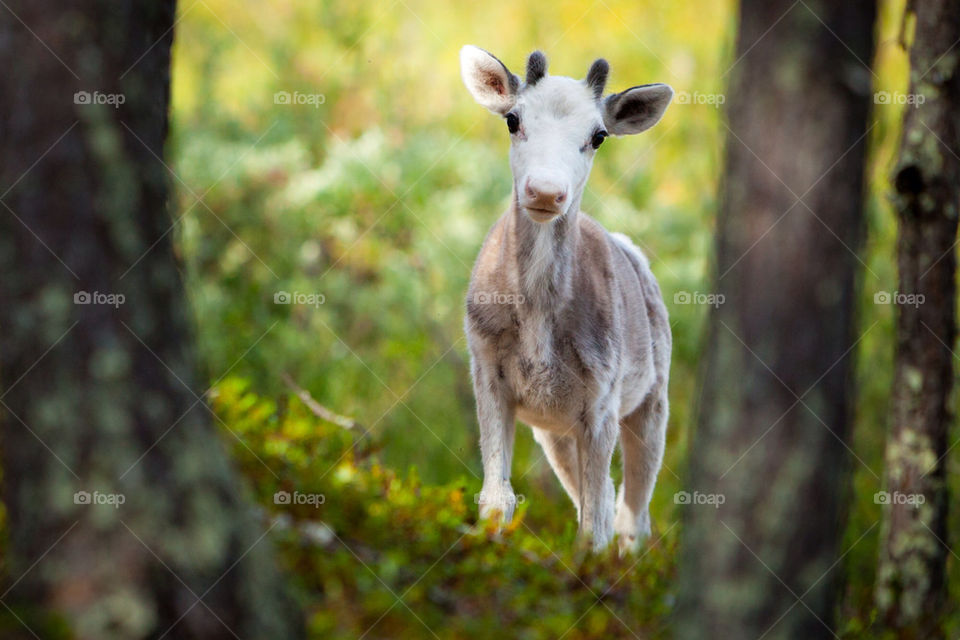 Little reindeer