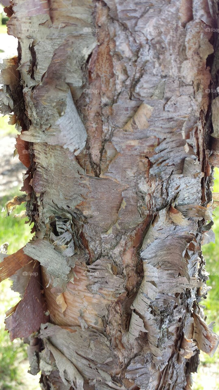 peeling tree bark. tree