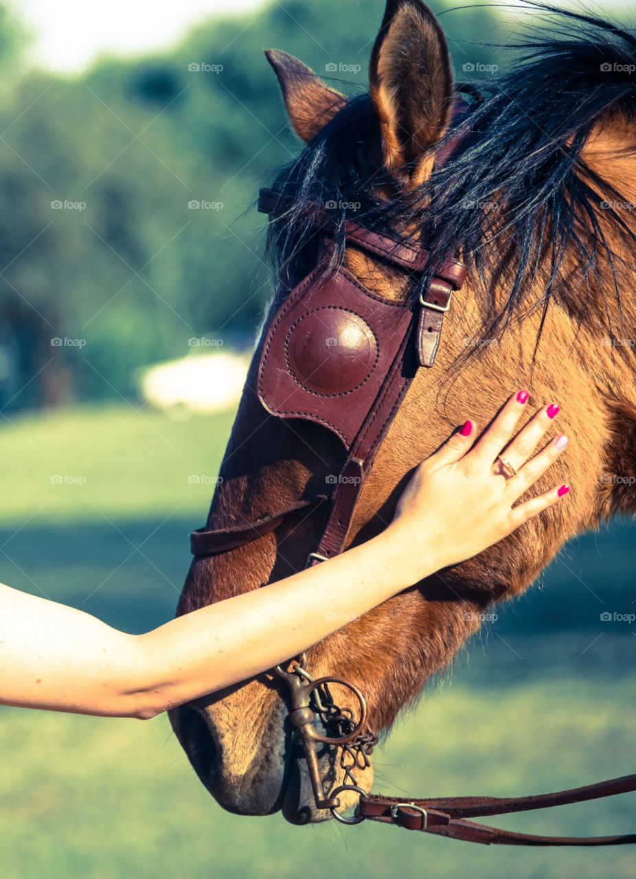 Lady rubbing horse