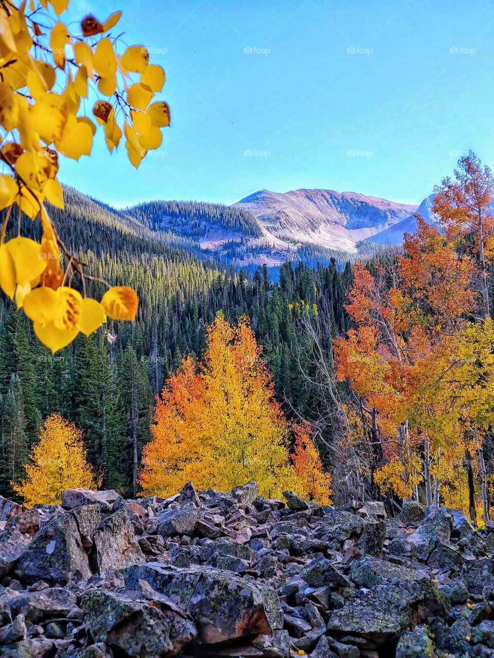 Shimmering leaves of golden, touched with fire red, sparkle in the autumn blue sky, in front of majestic Rocky Mountains.