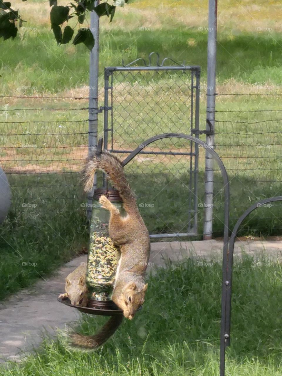 squirrels robbing a bird feeder