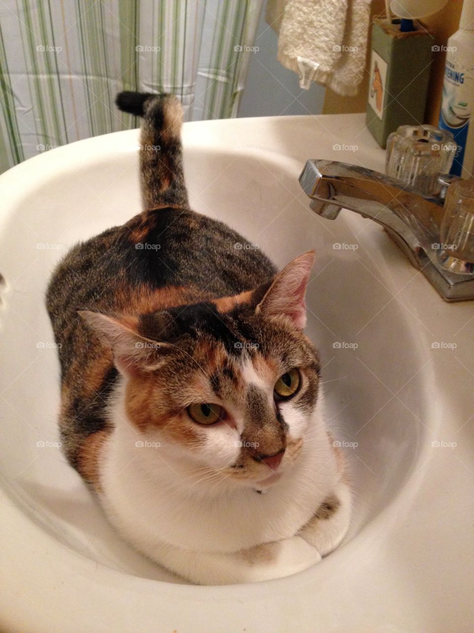Paisley in the sink