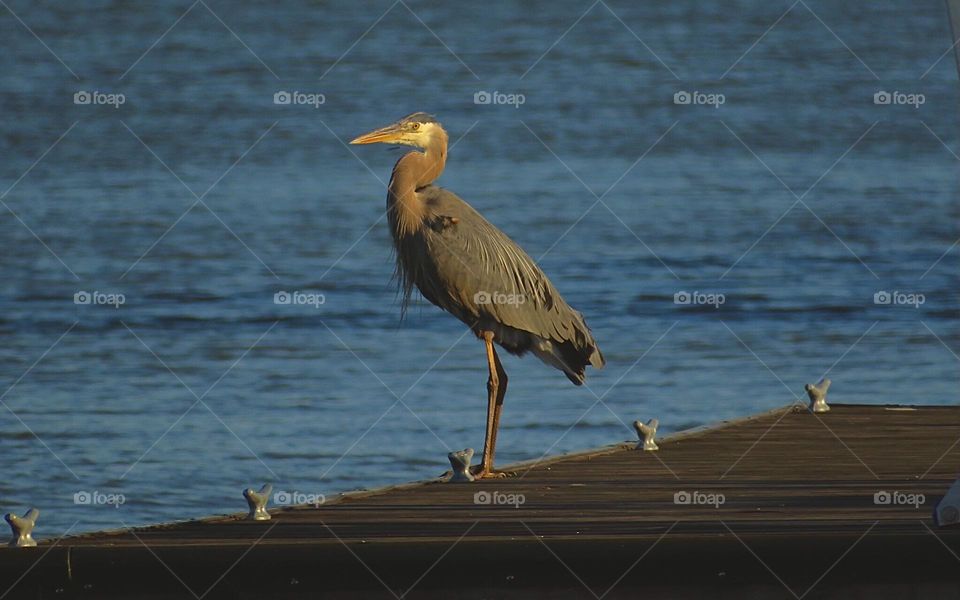 Blue Egret