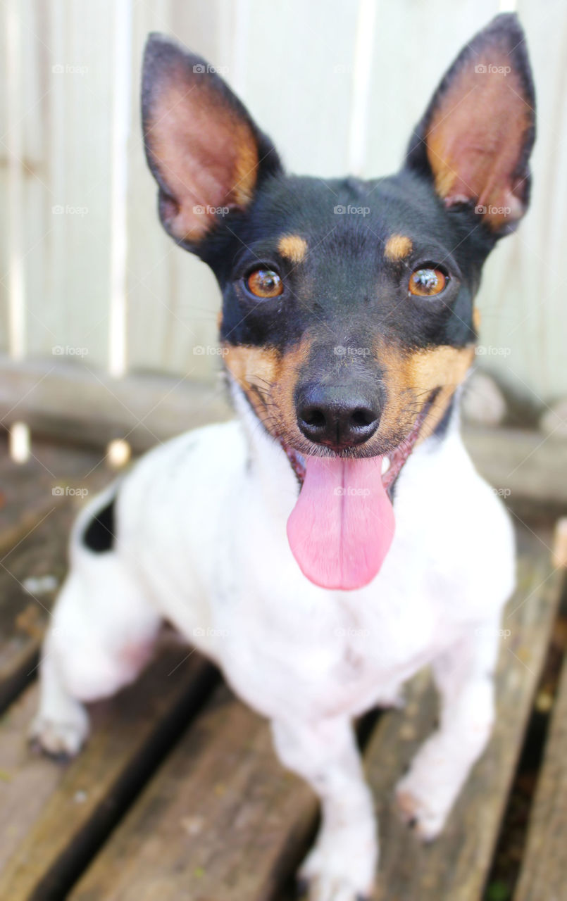 Smiling terrier dog 