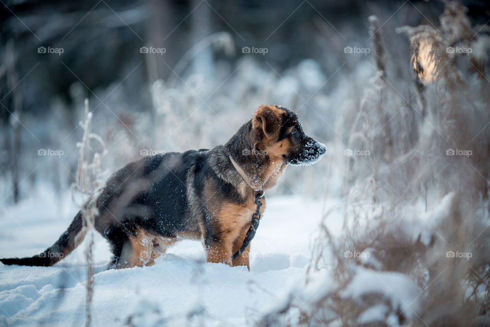 Red cute german shepard 3-th months puppy portrait at snow at the winter