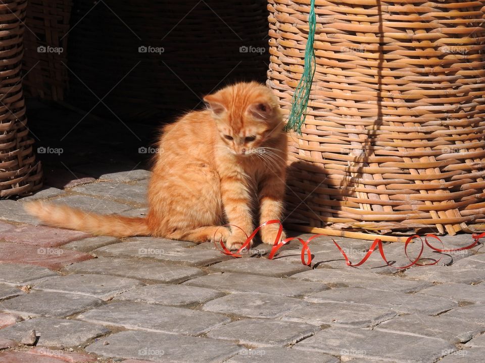 Ribbons to play with 