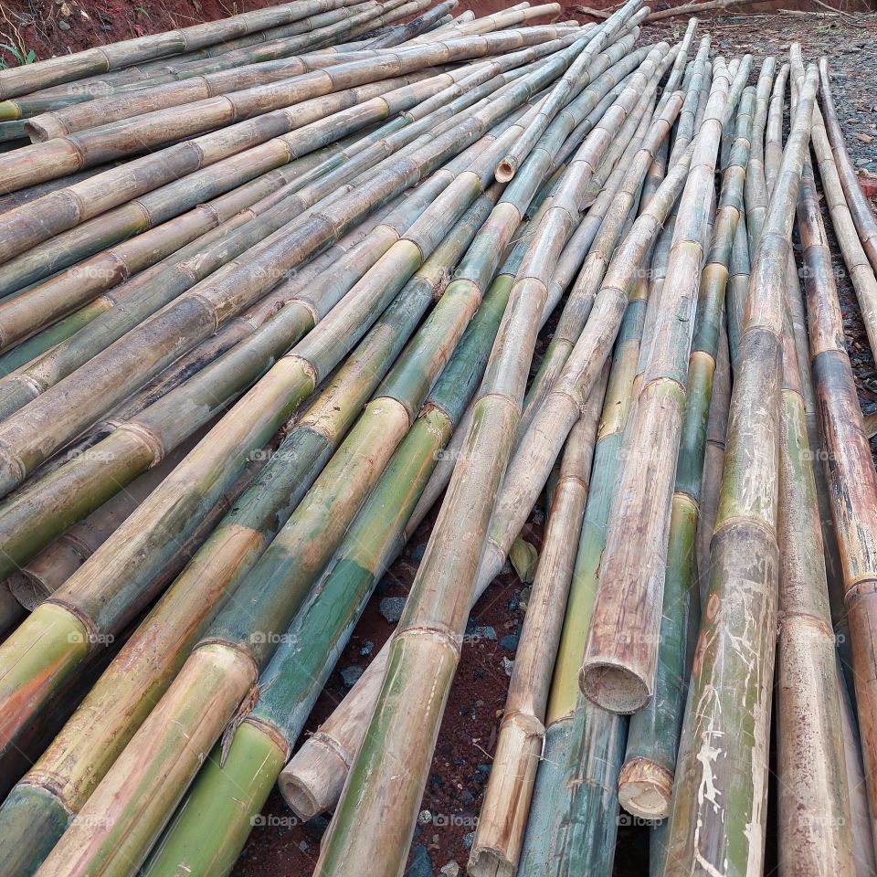 bamboo that has been harvested to make poles and build houses