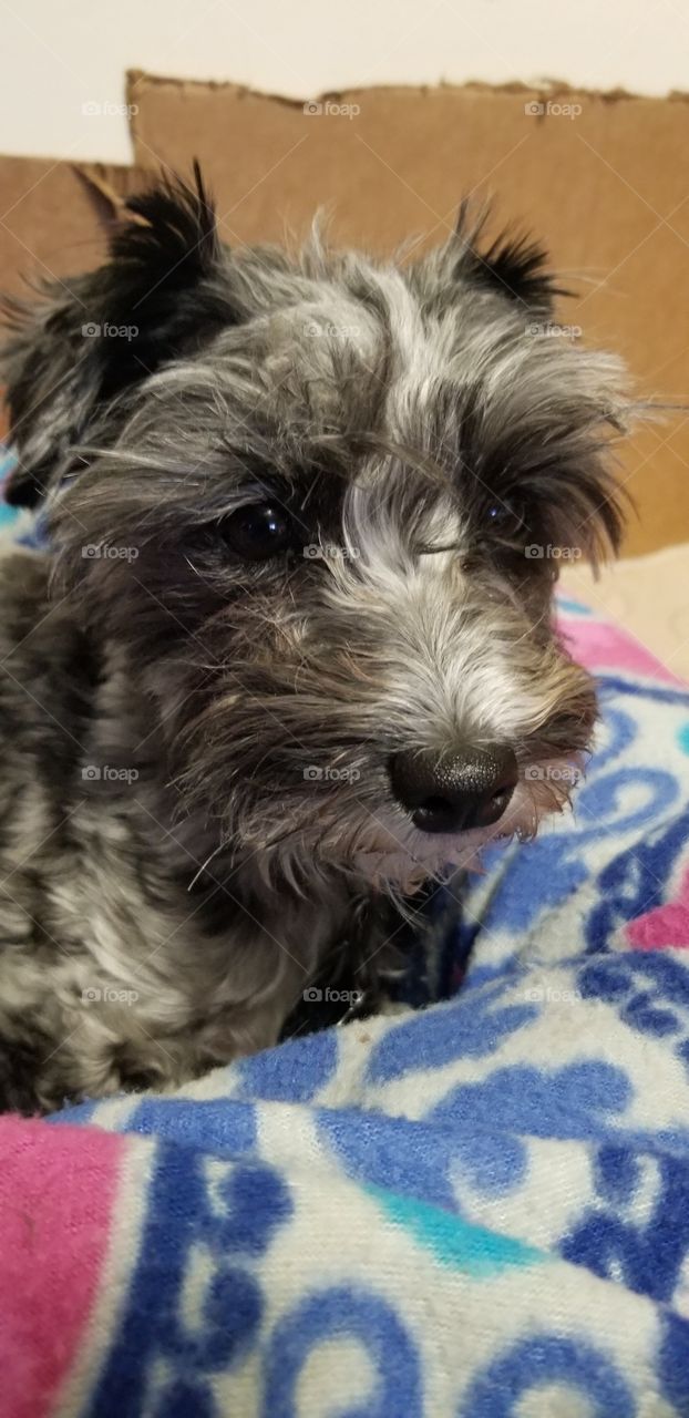 Toy Schnauzer, new mamma.