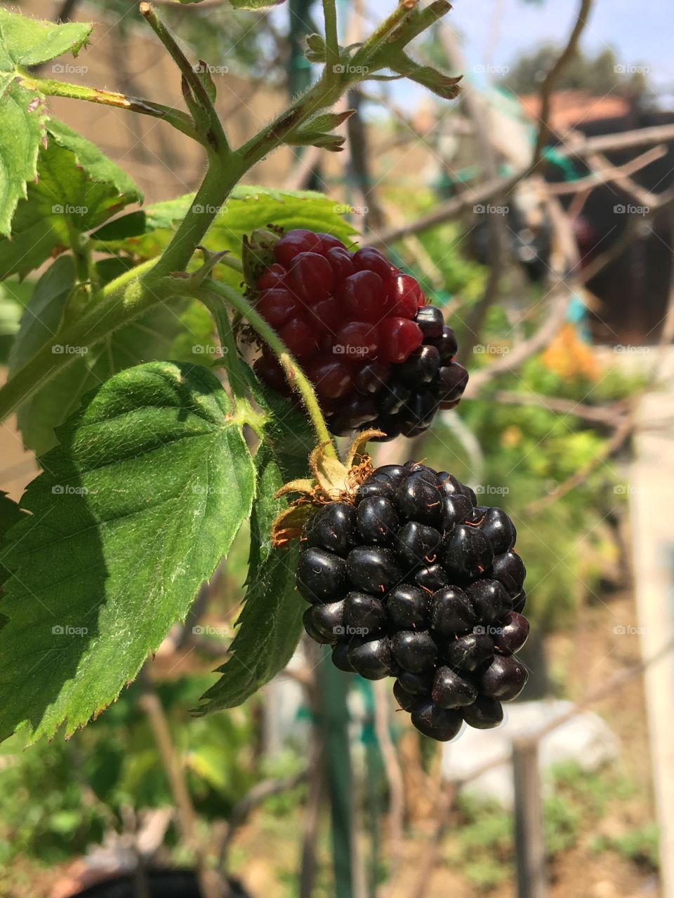 Summer Raspberries 