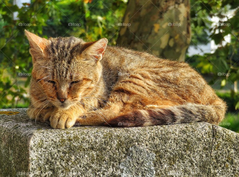 Porto cat