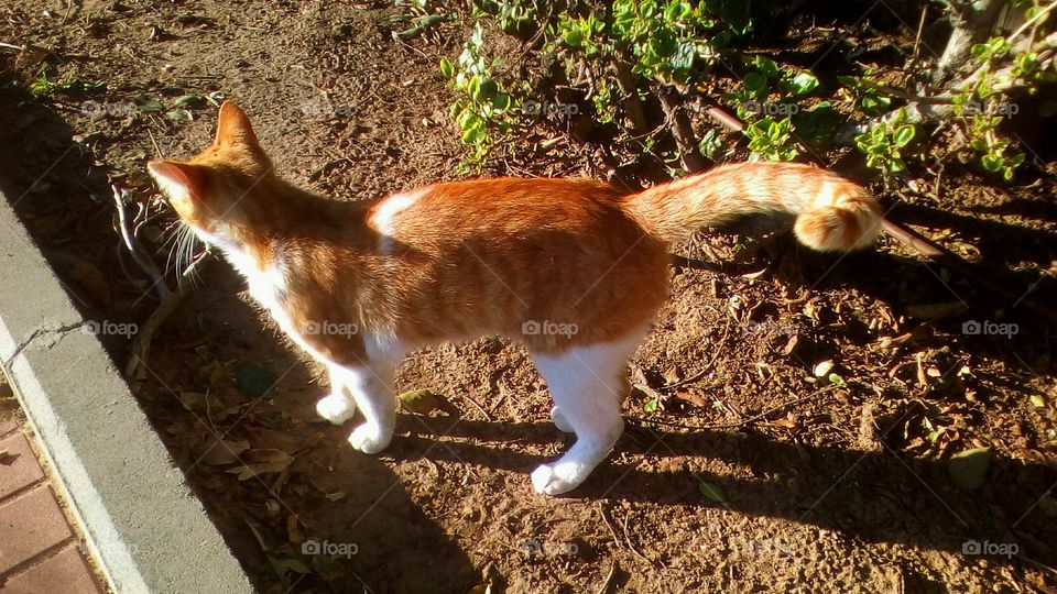Side view of furry red cat in wild garden
in beautiful sunny day#closeup#tail#
reflection#sand#nature