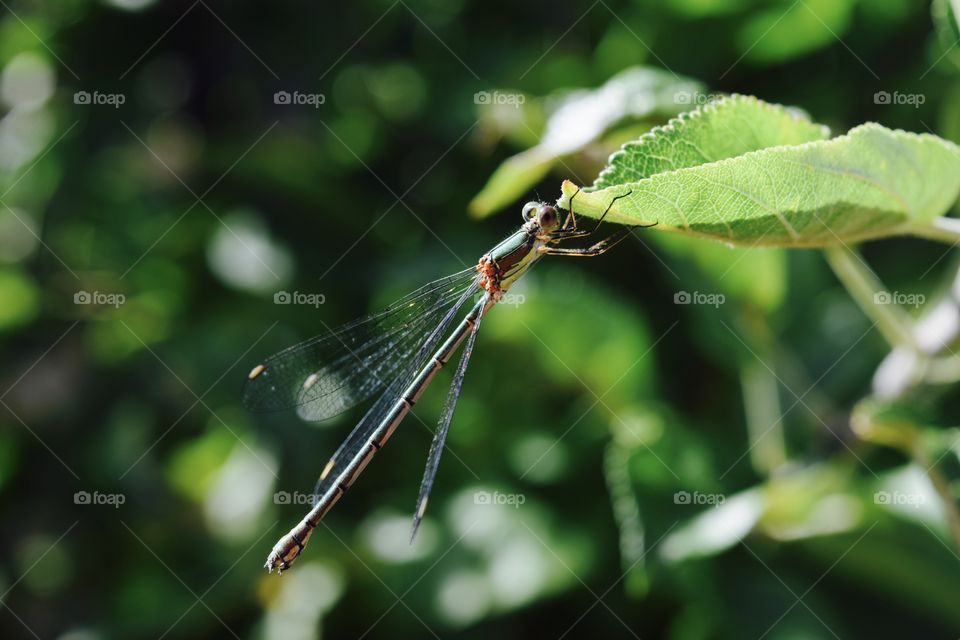 Lovely Libelle in my garden
