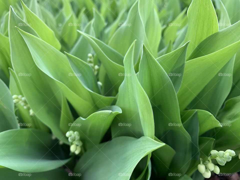 Angled view of Lily-of-the Valley shoots with buds