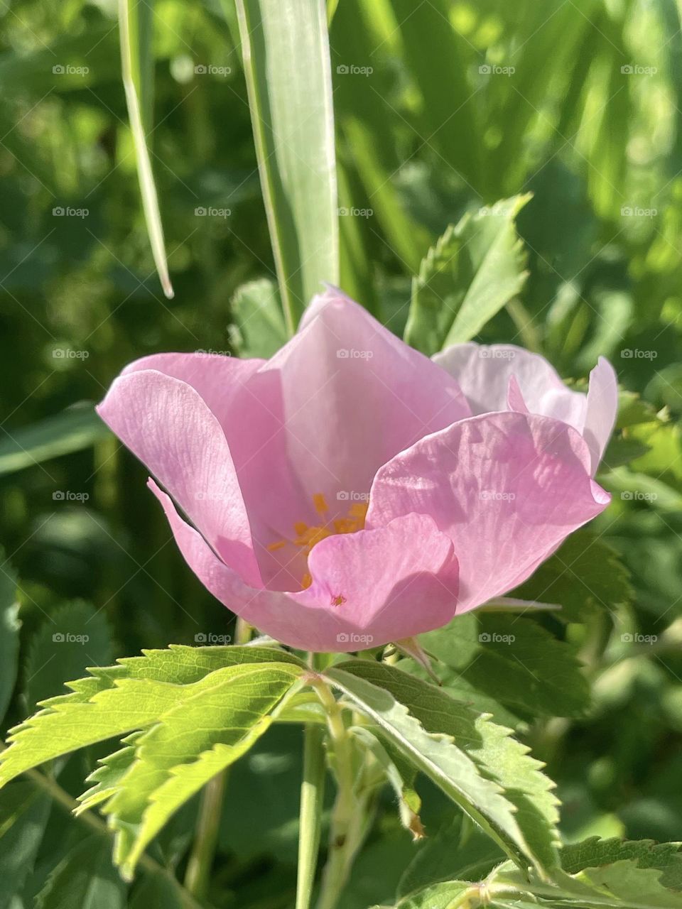 Wildflowers 