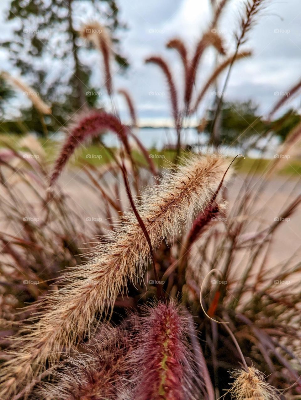 Best plant photo macro