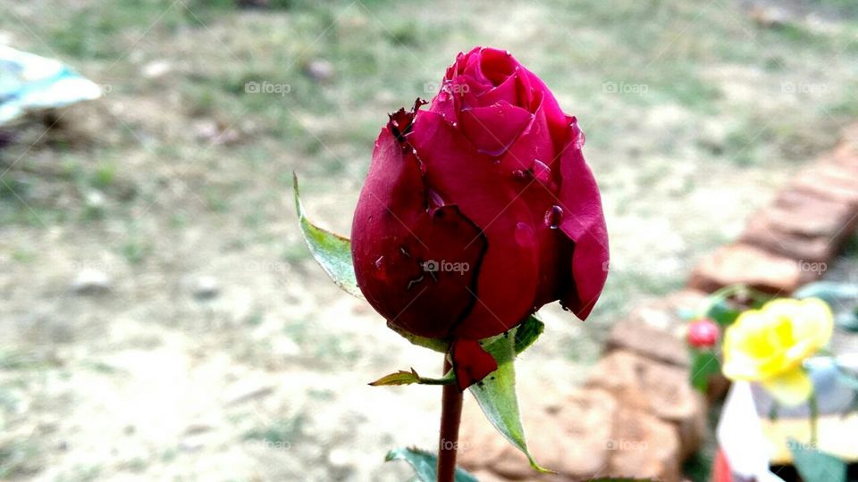This rose has a red story before sprouting out.. that it got scars...