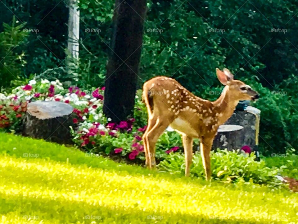 Fawn learning to eat people’s gardens instead of being in the woods 