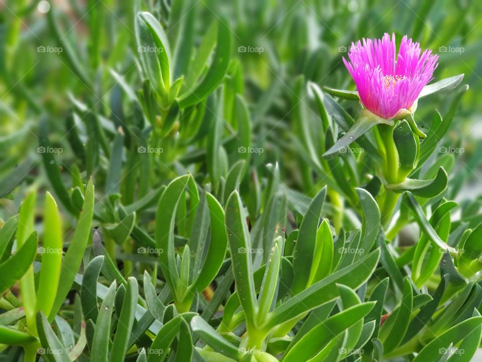 plant - green groundcover with only one pink flower