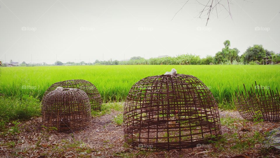 Chicken cage with green rice field background