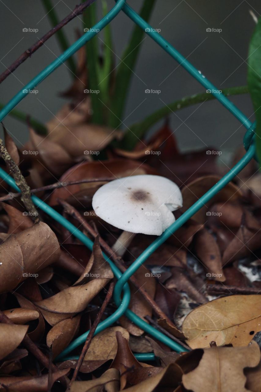 Fungus