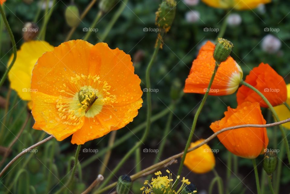 Orange flower power.  Photo taken at airport in La Paz, Bolivia, while we waited to get on our bus.