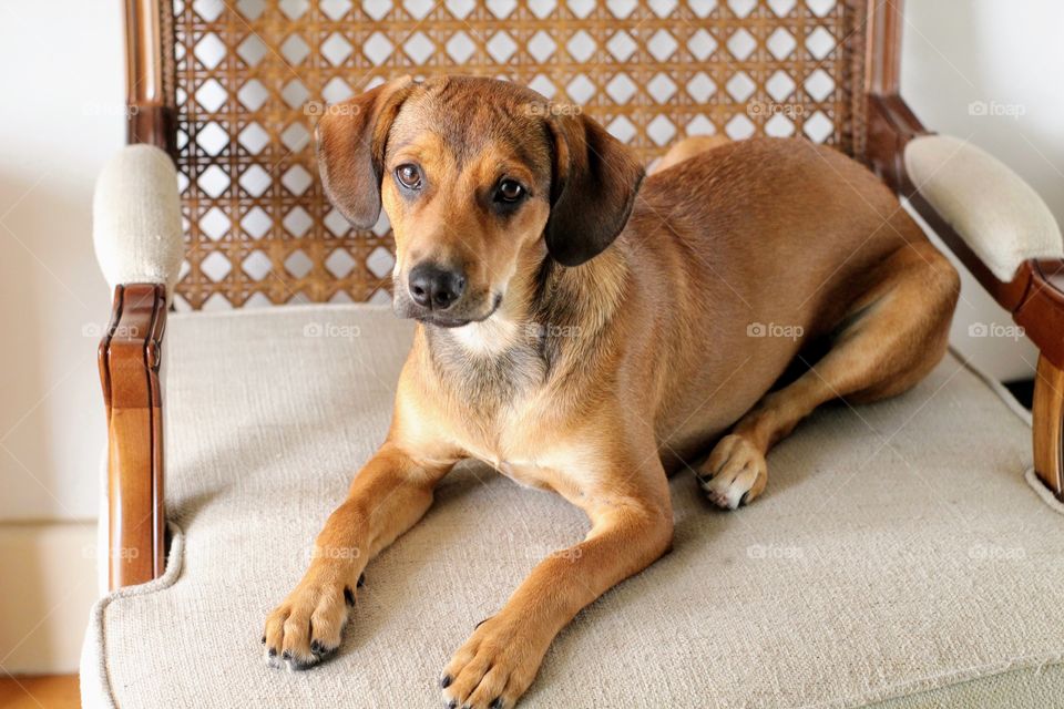 dog lying in armchair