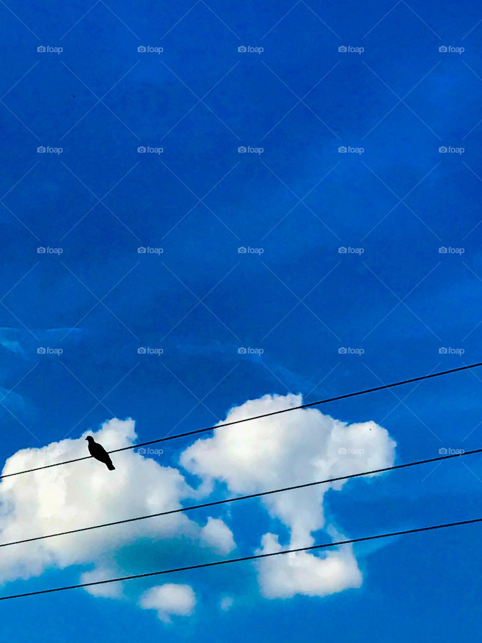 Silhouette of bird on wire 