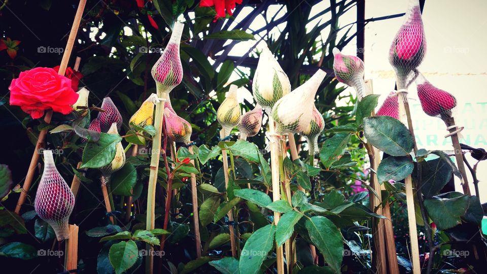 Coloridos botões de rosas.