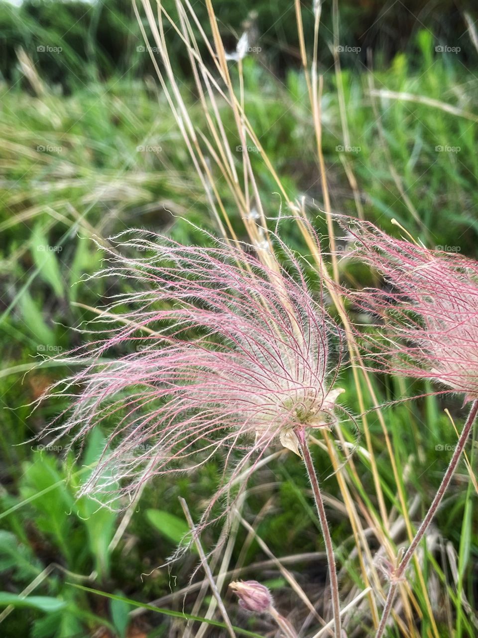 Prairie Smoke 