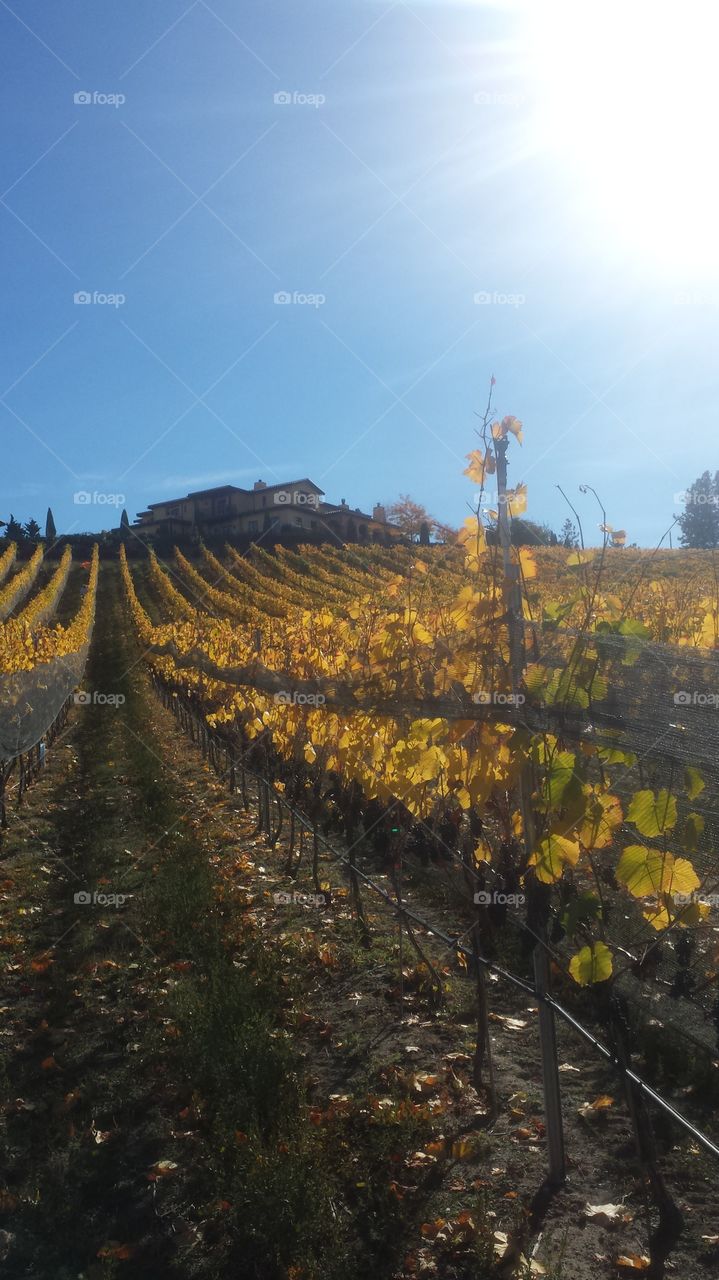Vineyard changing color in the fall during harvest