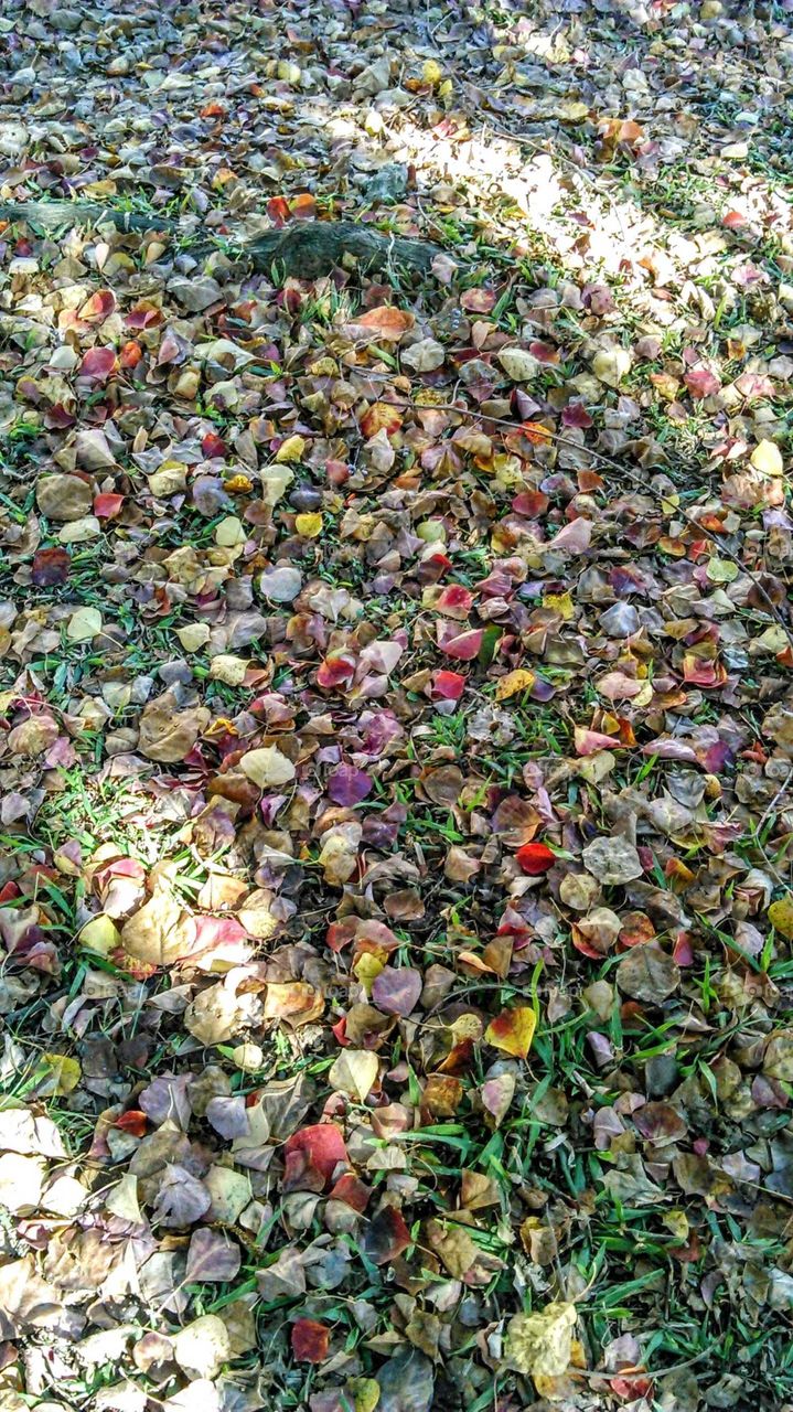 Clash of colors: all leaves changed many colors in late autumn, especially Chinese tallow tree was. colorful fallen leaves on the ground.