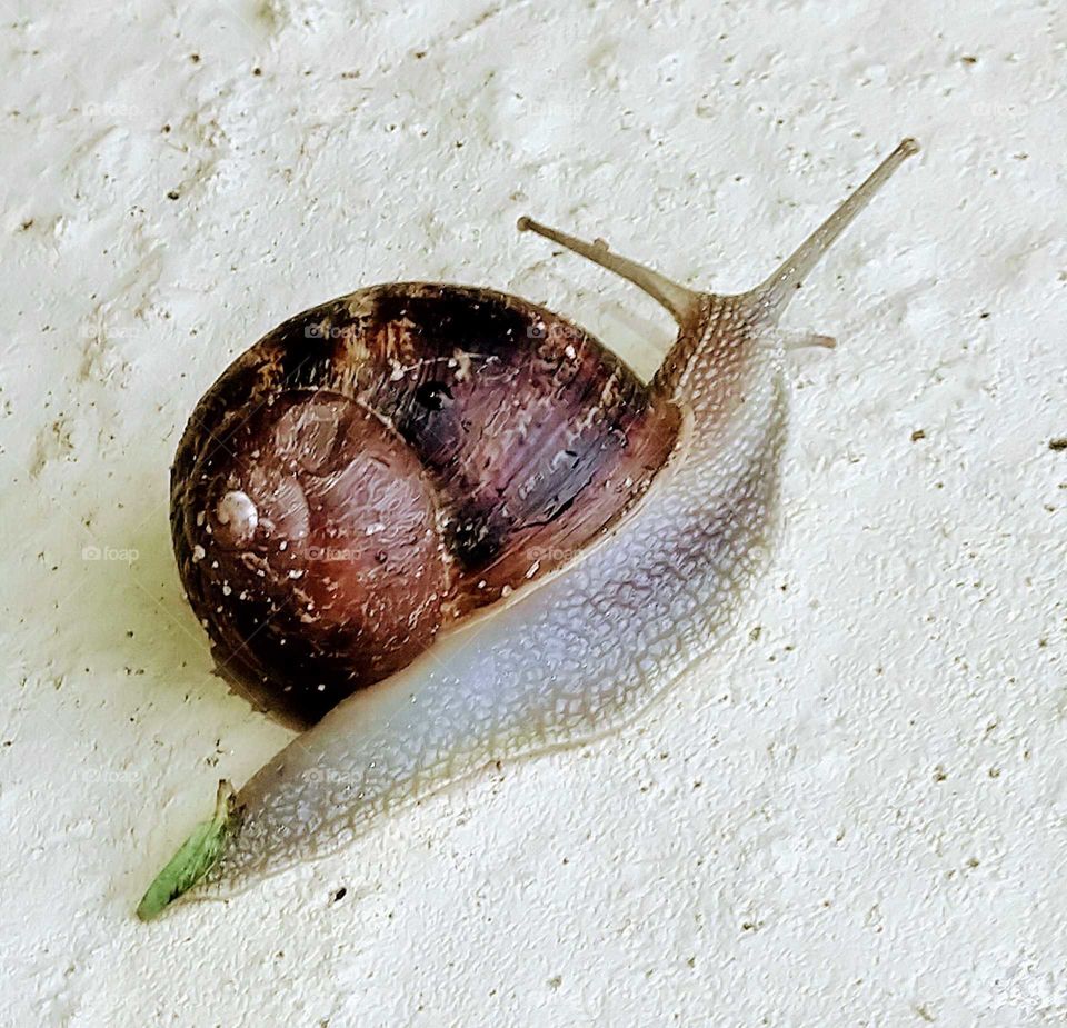 Backyard Snail.
