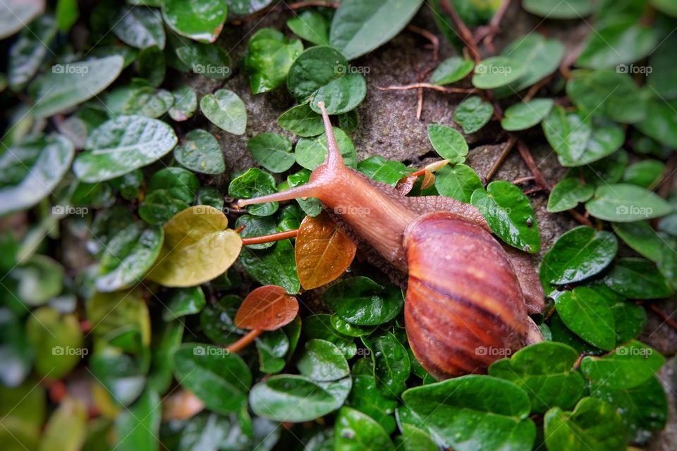 Snail leaves 