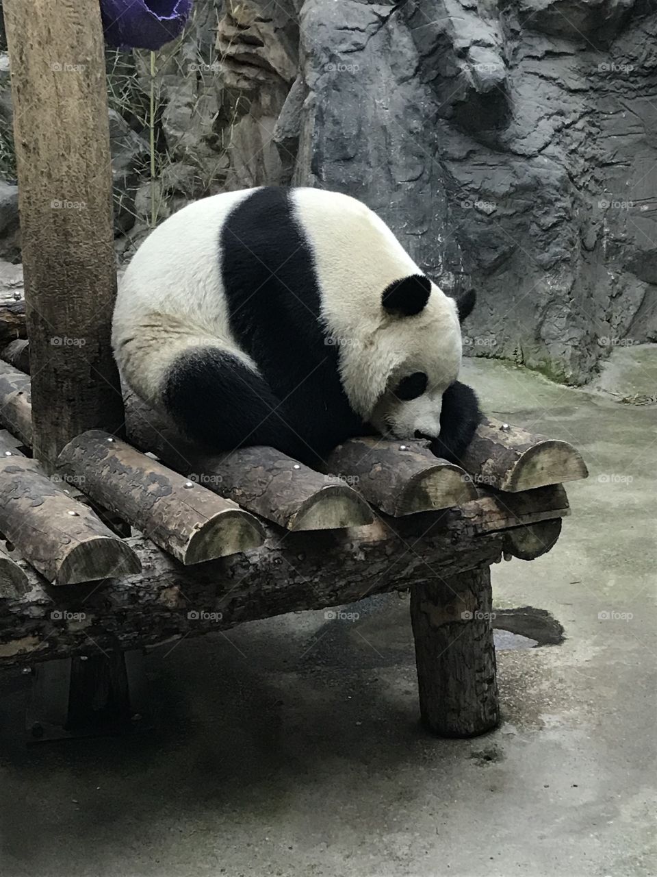 Hello Panda 