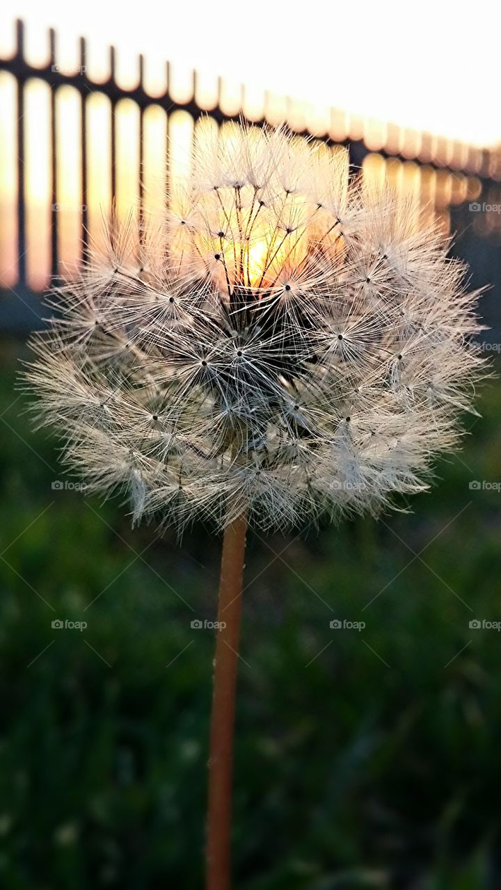When a dandelion and a sunset meet