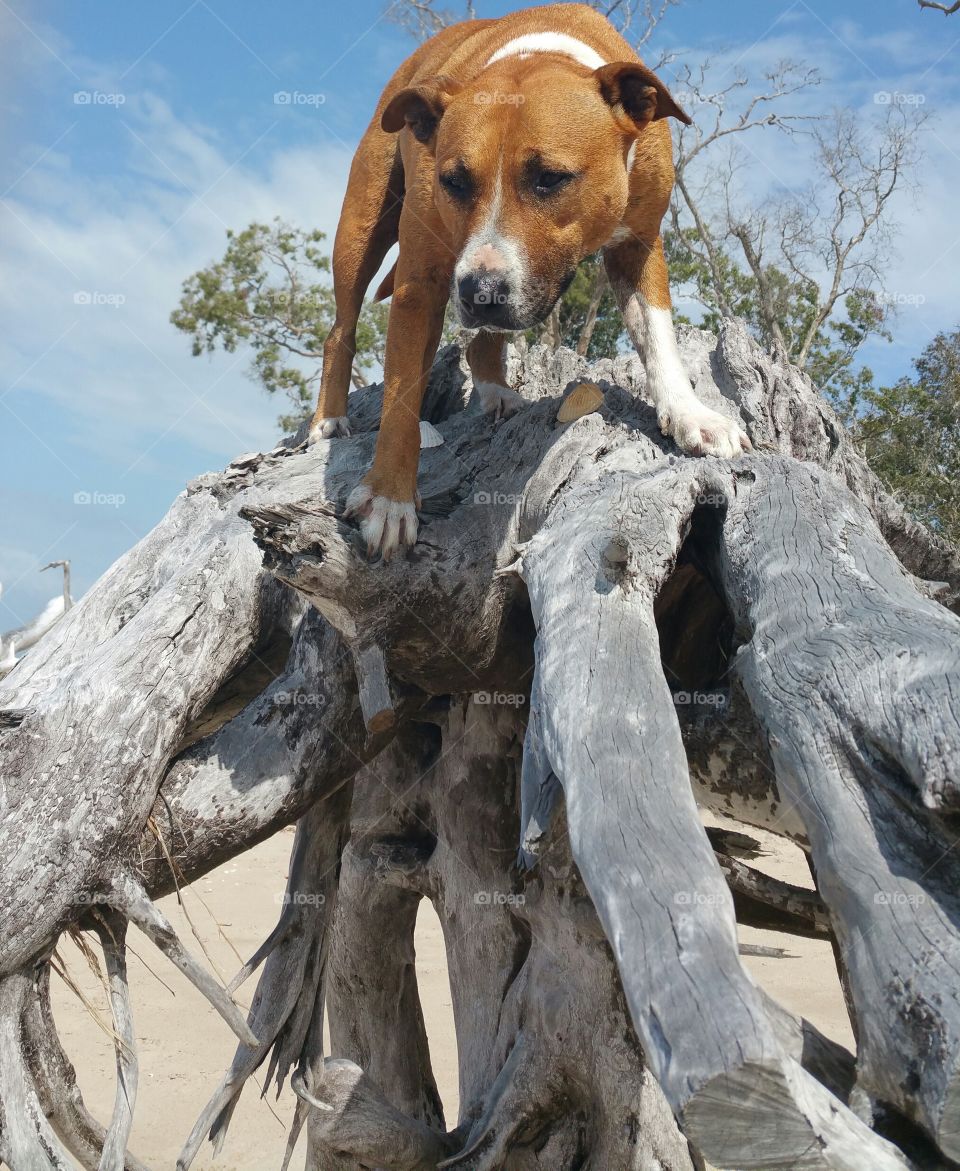Dog on fallen tree