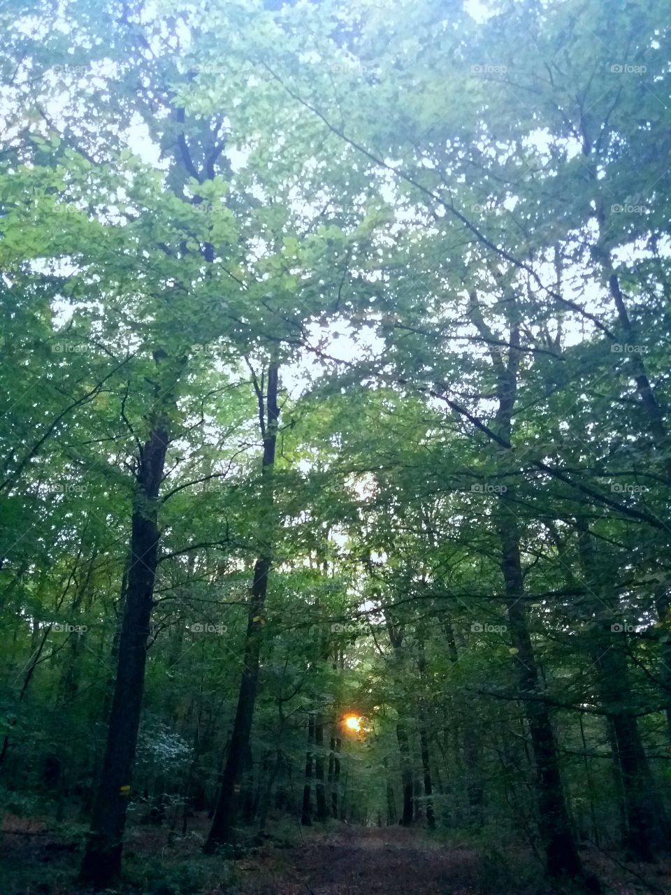 evening forest