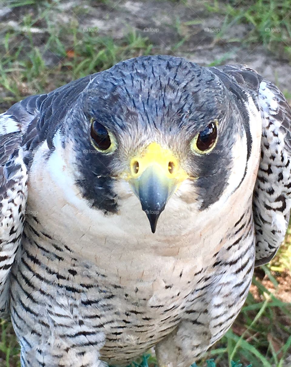 Front view a falcon