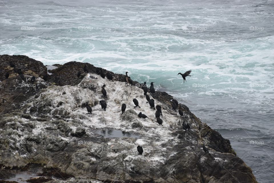 Cormorants at Point Reyes