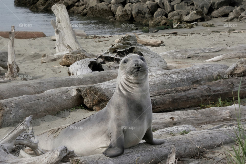 Friendly wild elephant seal