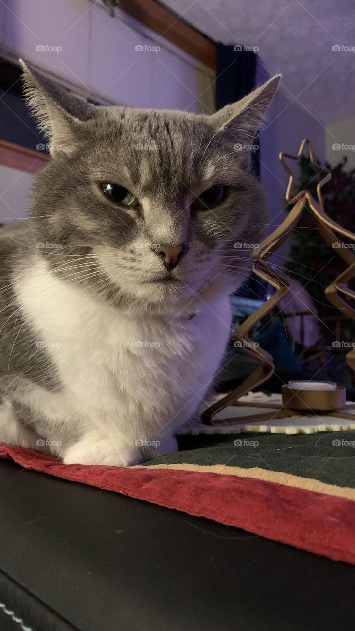 Winding down the year, this grey tabby cat watches her humans watch television. 