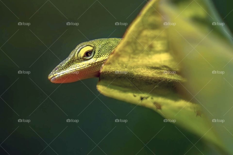 Just a peek. Carolina Anole, Raleigh, North Carolina. 