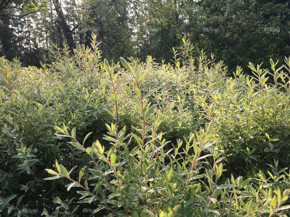 Hedge with morning moisture