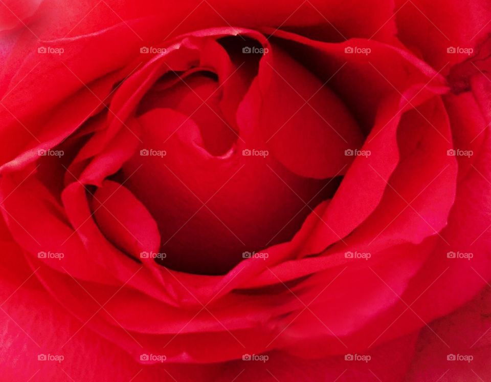 Red Rose