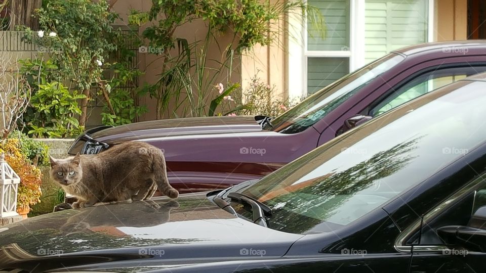 cat sitting on a car