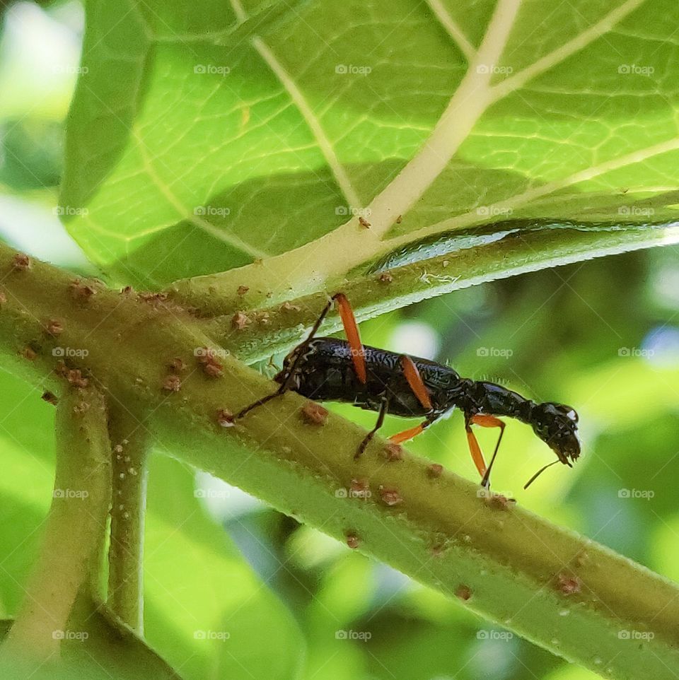 Closeup shot of an ant