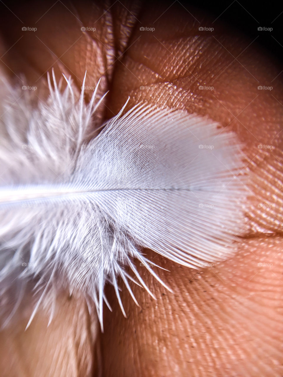Small White Bird Feather In Hand Macro
