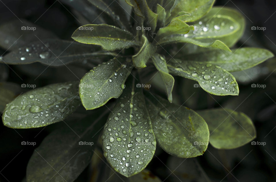 Raibdrops on green plant