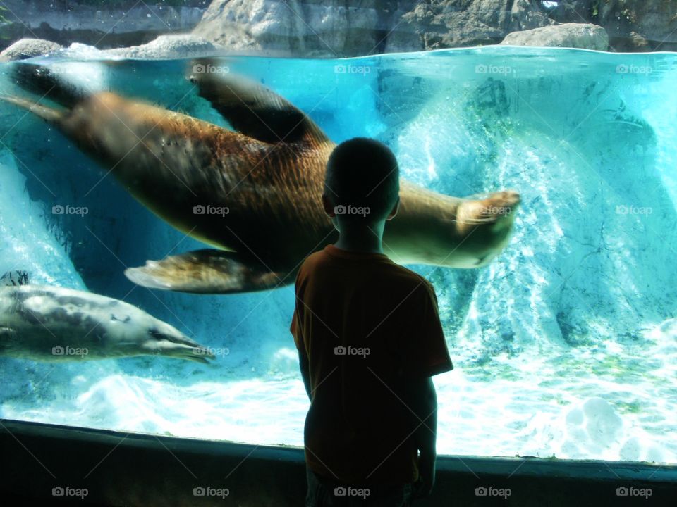 Seal at the zoo